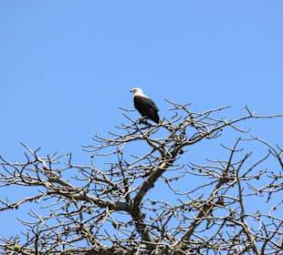 Von hier aus seh` ich alles 