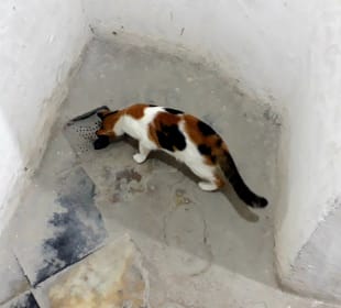 Hamami Katze
