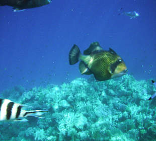 Чудище морское