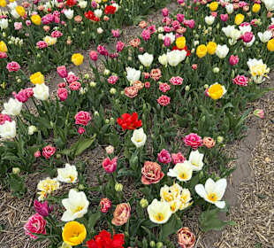 Floratuin Julianadorp