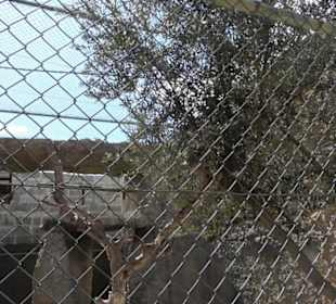 Malta Falconry Centre