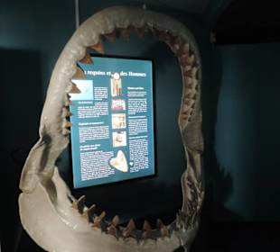 Im Aquarium unterwegs