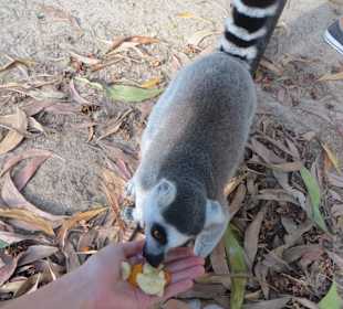 Fütterung der Lemuren
