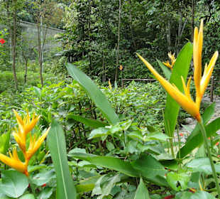 Poring Hot Springs - Schmetterlingsgarten