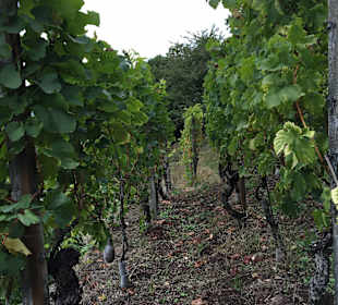 Mitten im Weinberg