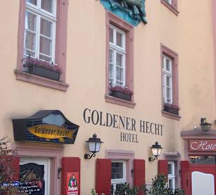 Goldener Hecht