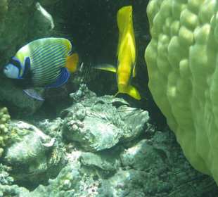 Schnorcheln am Hotelstrand