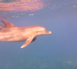 Delfintouren in Hurghada