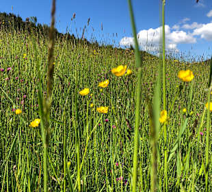 Wandern Oberstaufen