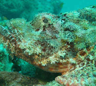 Gut getarnter Skorpionfisch