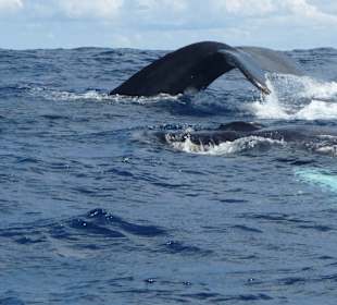 Ausflug zu den Walen in Samana
