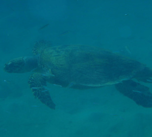 Schildkröte