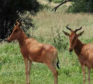 Zu zweit geht es besser