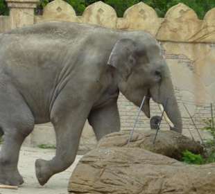 Elefant