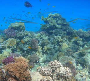 Schnorcheln Sahl Hasheesh