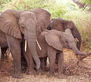 Elefantenfamilie