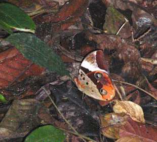 Schmetterling im Kinabalu Nationalpark
