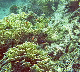 Unterwasserwelt am Hausriff