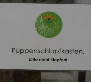 Hier schlüpfen die Schmetterlinge