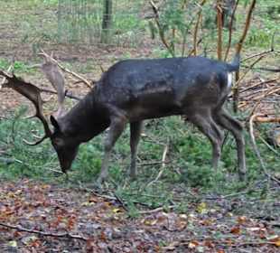 Rundgang durch den Wildpark Schwarze Berge