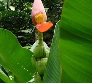 Urbanane (wächst nach oben!)