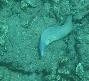 Schnorcheln Makadi Bay