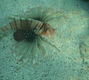 Feuerfisch