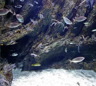 In den Becken des Aquariums von Banyuls
