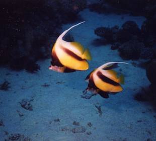 Wimpelfische