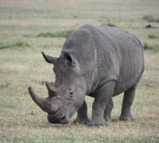 Julius Tact / JT Safaris