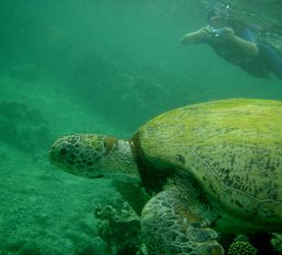 Schildkröte