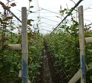 In den Gewächshäusern