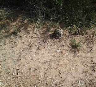 Krüger Nationalpark