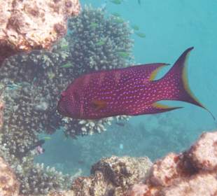 Mondsichel Zackenbarsch