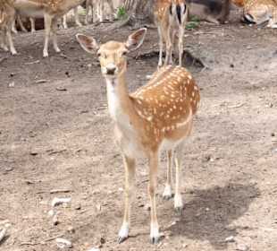 Naturwildpark Granat 