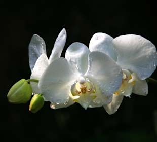 Mein Lieblingsbild Orchidee