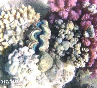 Schnorcheln Makadi Bay