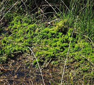 Impressionen aus der Gellener Torfmöörte