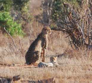Gepard am Morgen