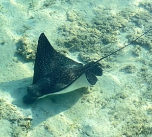 Schnorcheln Hurghada