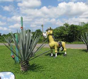 Gibt immer wieder was zum sehen