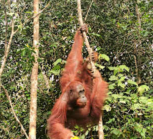 Semenggoh Orang Utan Rehabilitations Center
