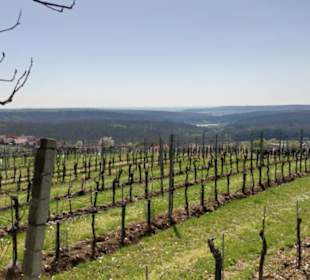 Weingärten am Csaterberg