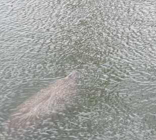 Manatee