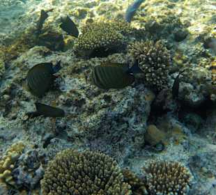 Schnorcheln Sharm el Sheikh