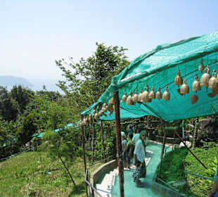 Aufgang zu Big Buddha Statue