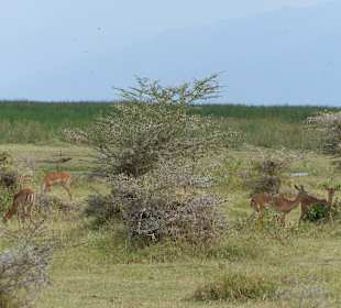 Impalas