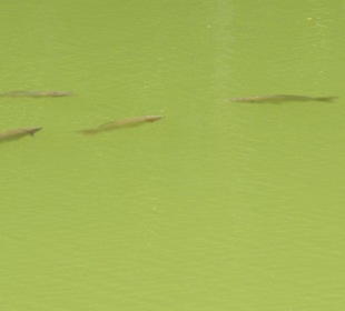 Naturpark Sparbach Hinterbrühl