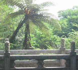 Eine Brücke über dem Dschungel