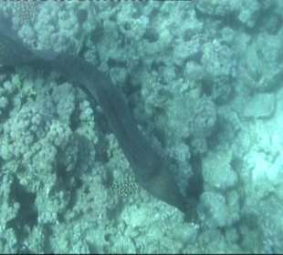 Schnorchelausflug mit 'Sky Aqua Center'